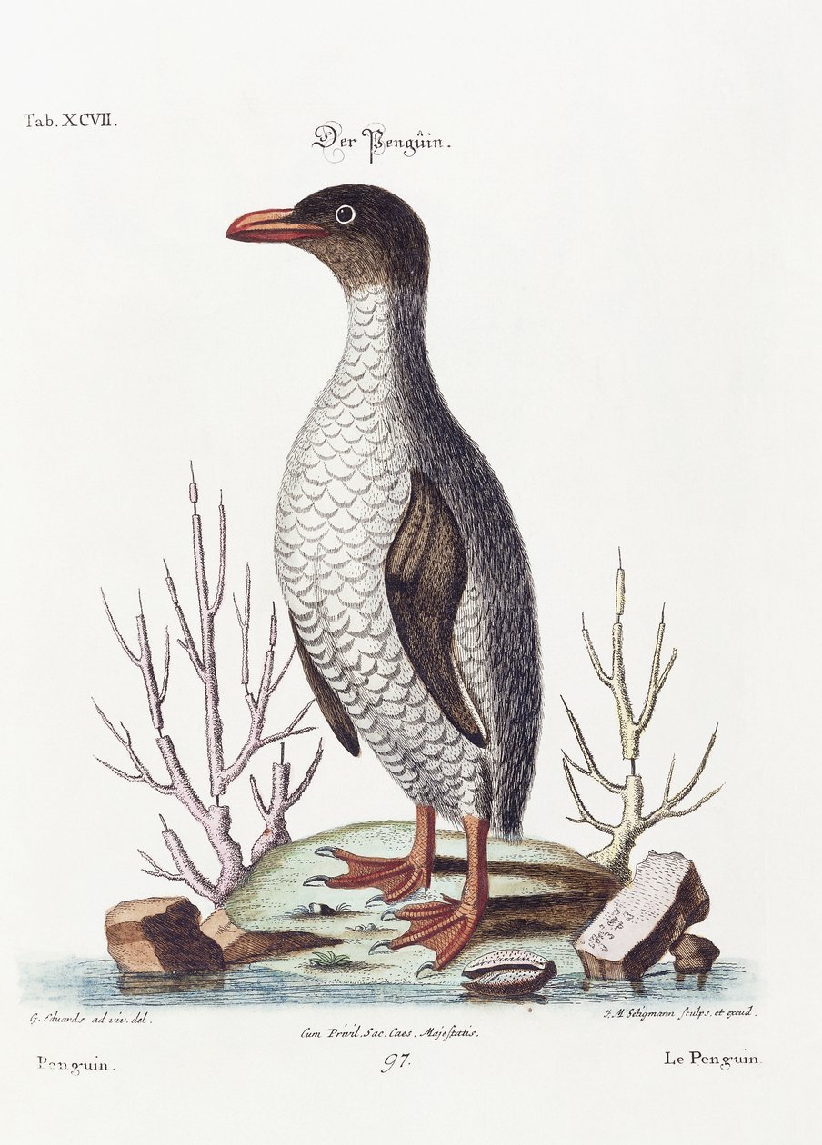 Pingviini, 1770 tekijältä George Edwards