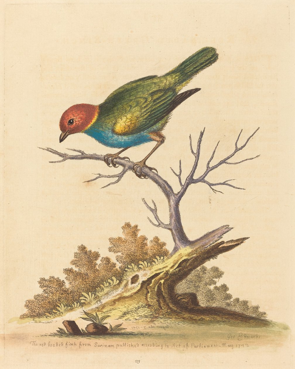 Punatukkainen peippo Surinamista, 1741. tekijältä George Edwards