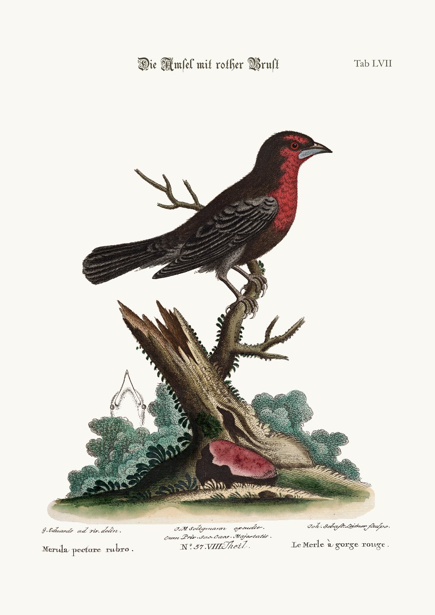 Punarintainen mustalintu, 1749-73 tekijältä George Edwards