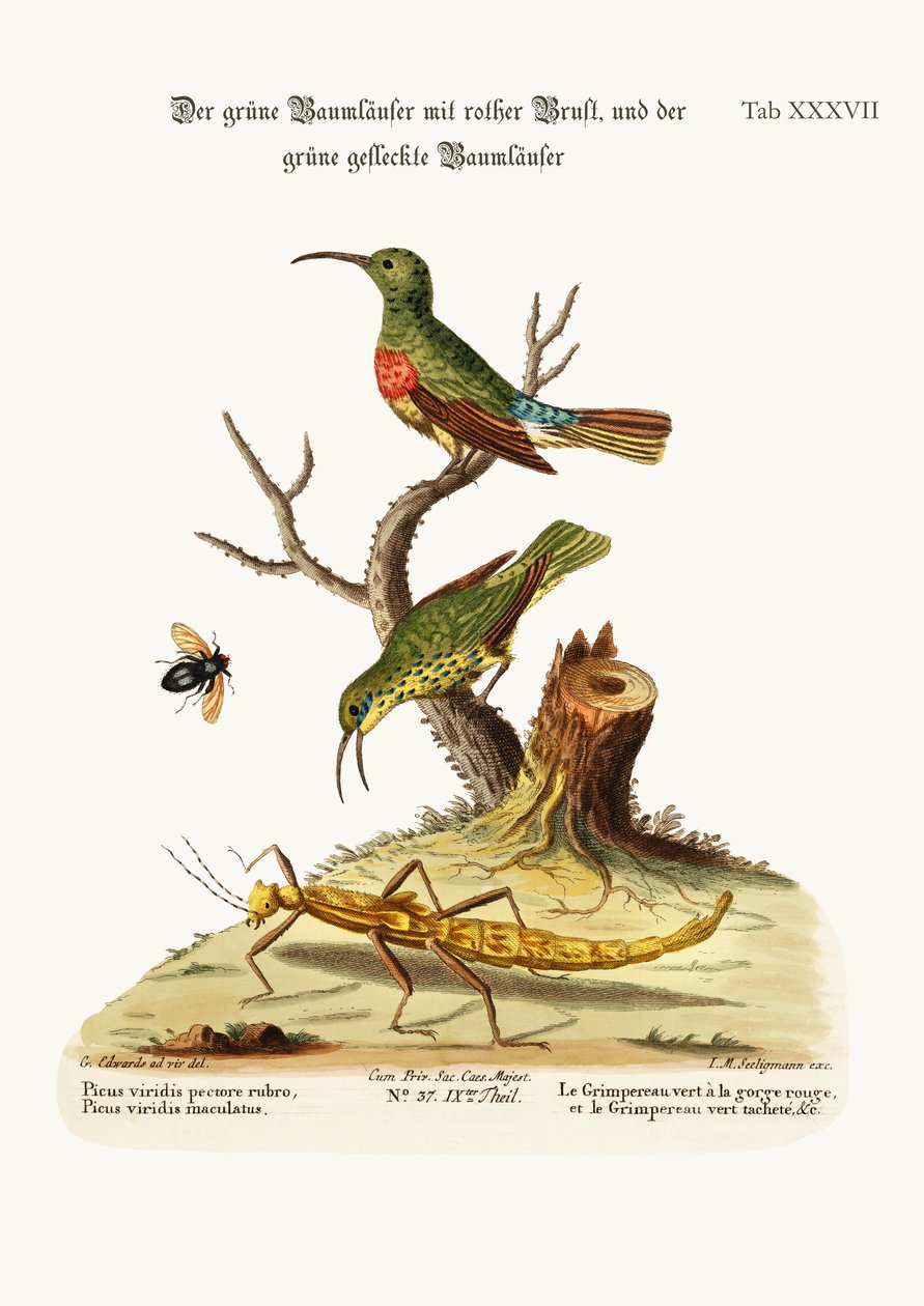 Punarintavihreä Creeper ja Spotted Green Creeper, 1749-73 tekijältä George Edwards