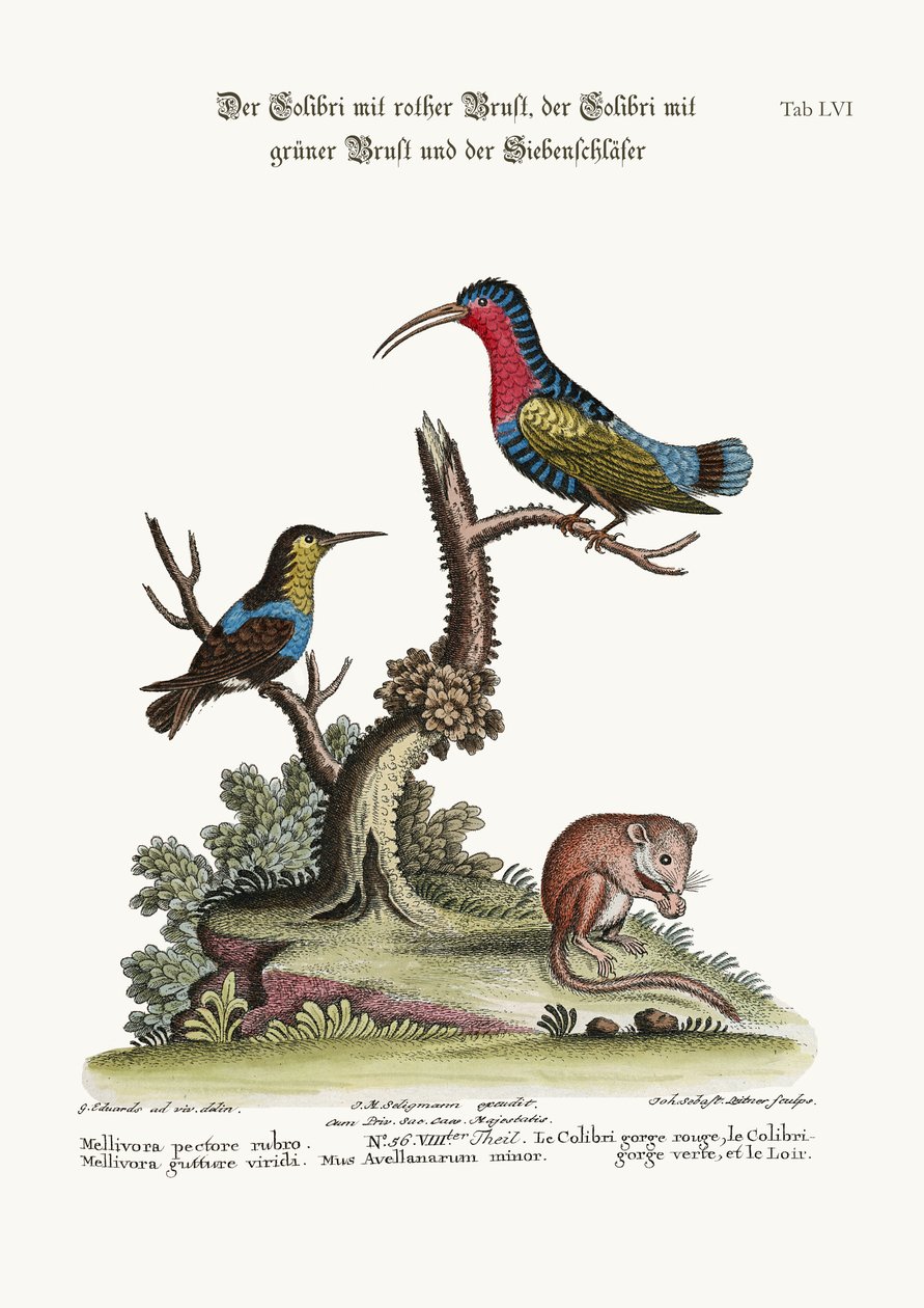 Punarintakolibri, vihreäkurkkukolibri ja makuuhiiri, 1749-73 tekijältä George Edwards