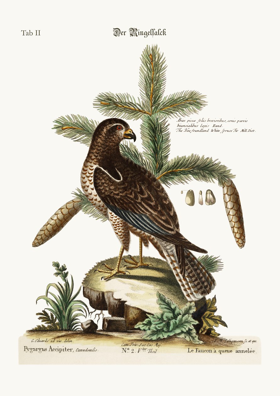 Ring-tailed Hawk, 1749-73 tekijältä George Edwards