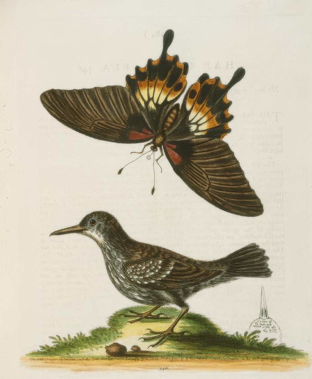 Surinamin Wallcreeper. / Surinamen seinäkiipeily tekijältä George Edwards
