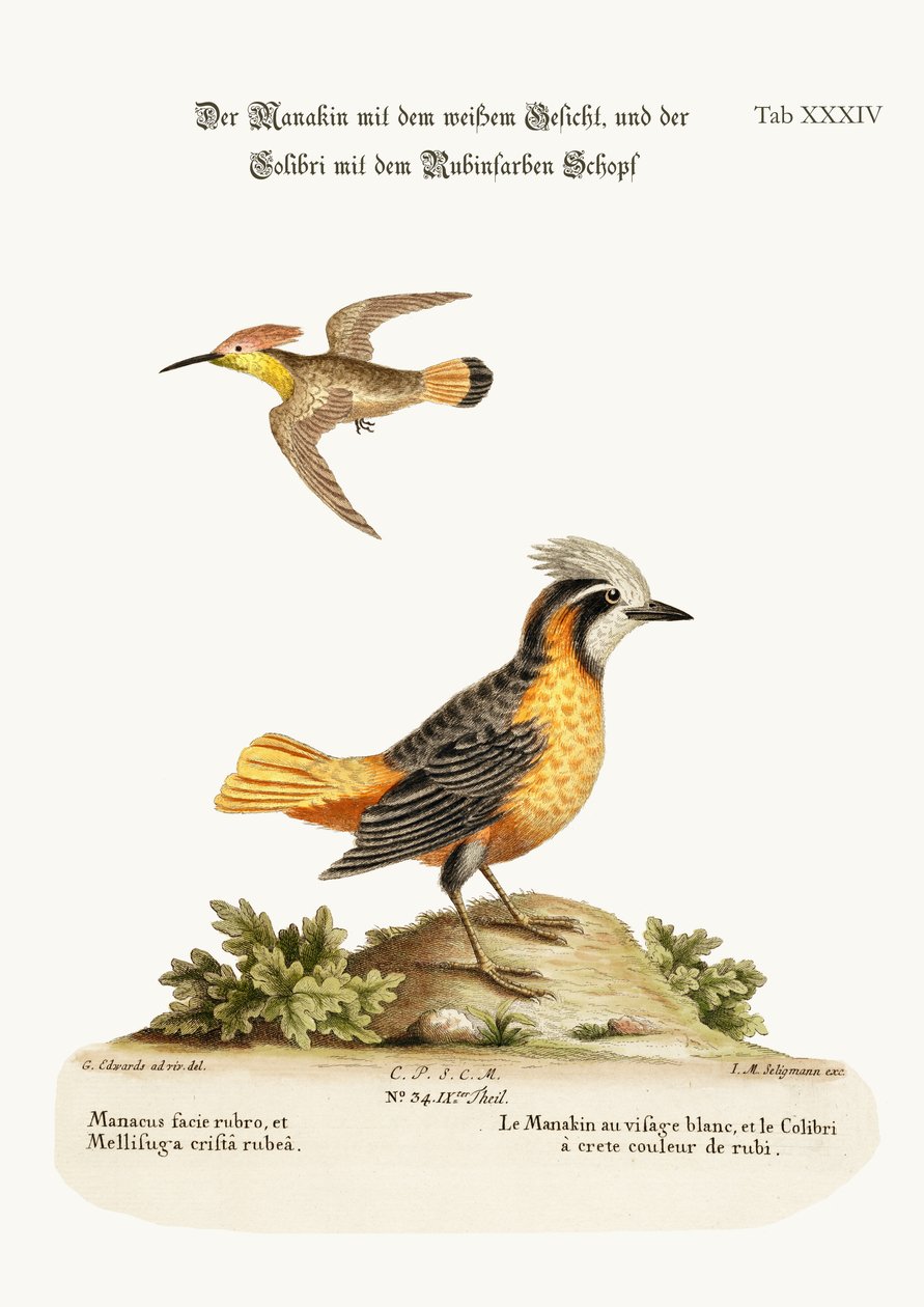 Valkokasvoinen manakin ja rubiiniharjainen hummingbird, 1749-73 tekijältä George Edwards