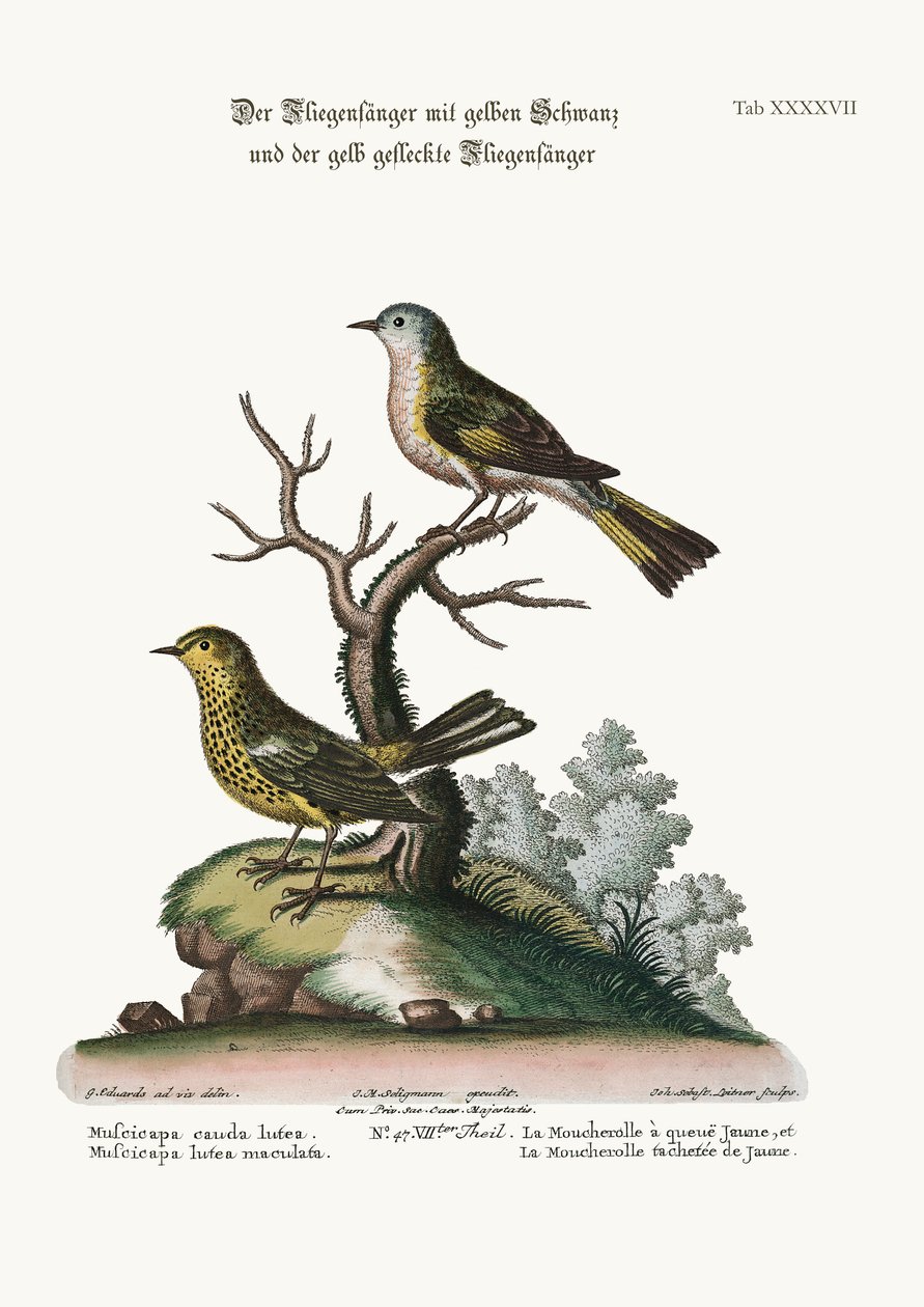 Keltahäntäkärpässieppo ja pilkkukeltainen kärpässieppo, 1749-73 tekijältä George Edwards