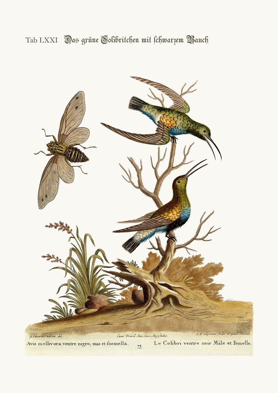 Mustavatsainen vihreä Hummingbird, 1749-73 tekijältä George Edwards