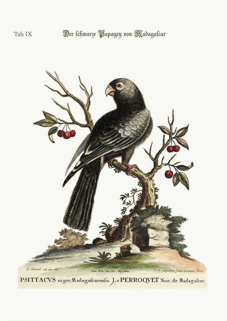Musta papukaija Madagaskarilta, 1749-73 tekijältä George Edwards