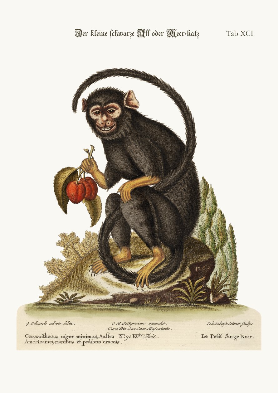 Pieni musta apina, 1749-73 tekijältä George Edwards