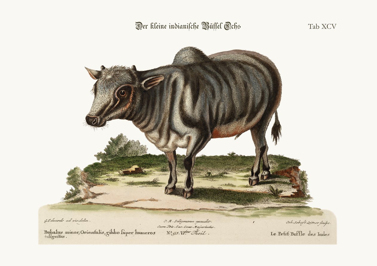 Pieni intiaanipuhveli, 1749-73 tekijältä George Edwards