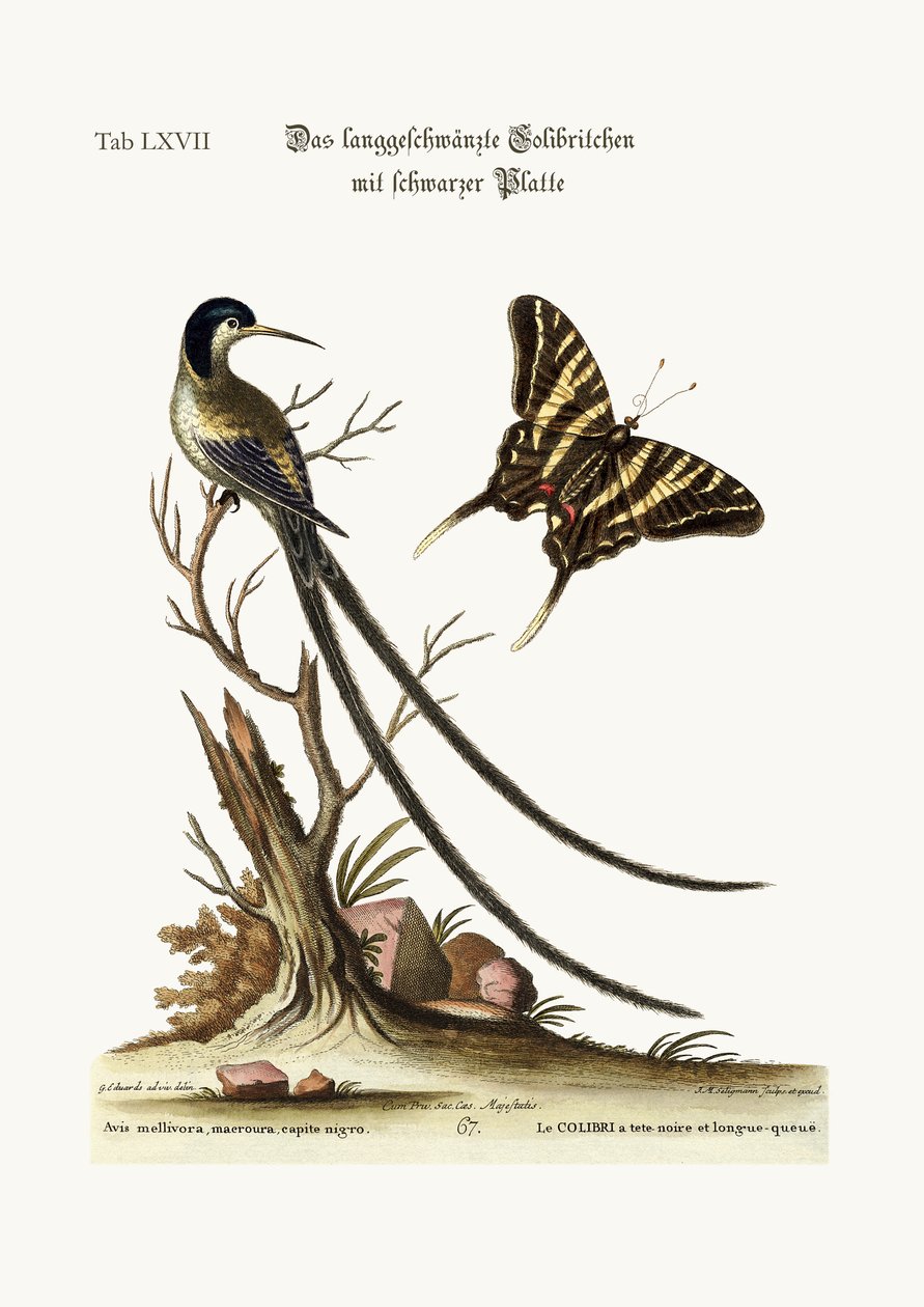 Pitkähäntäinen mustakärkinen Hummingbird, 1749-73 tekijältä George Edwards