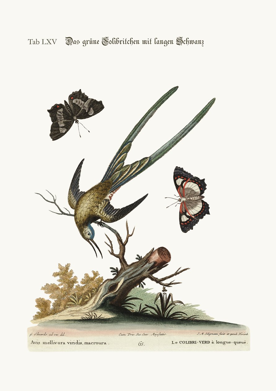 Pitkähäntäinen vihreä kolibri, 1749-73 tekijältä George Edwards