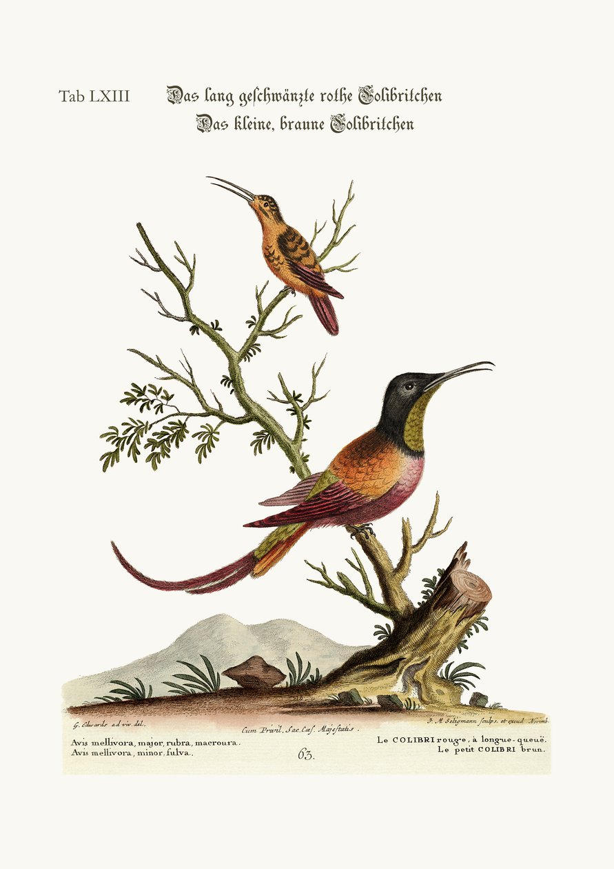 Pitkähäntäinen punainen Hummingbird. Pieni ruskea Hummingbird, 1749-73 tekijältä George Edwards
