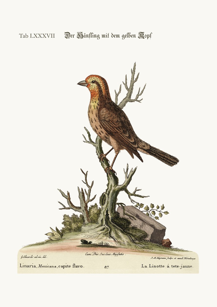 Keltapäinen Linnet, 1749-73 tekijältä George Edwards
