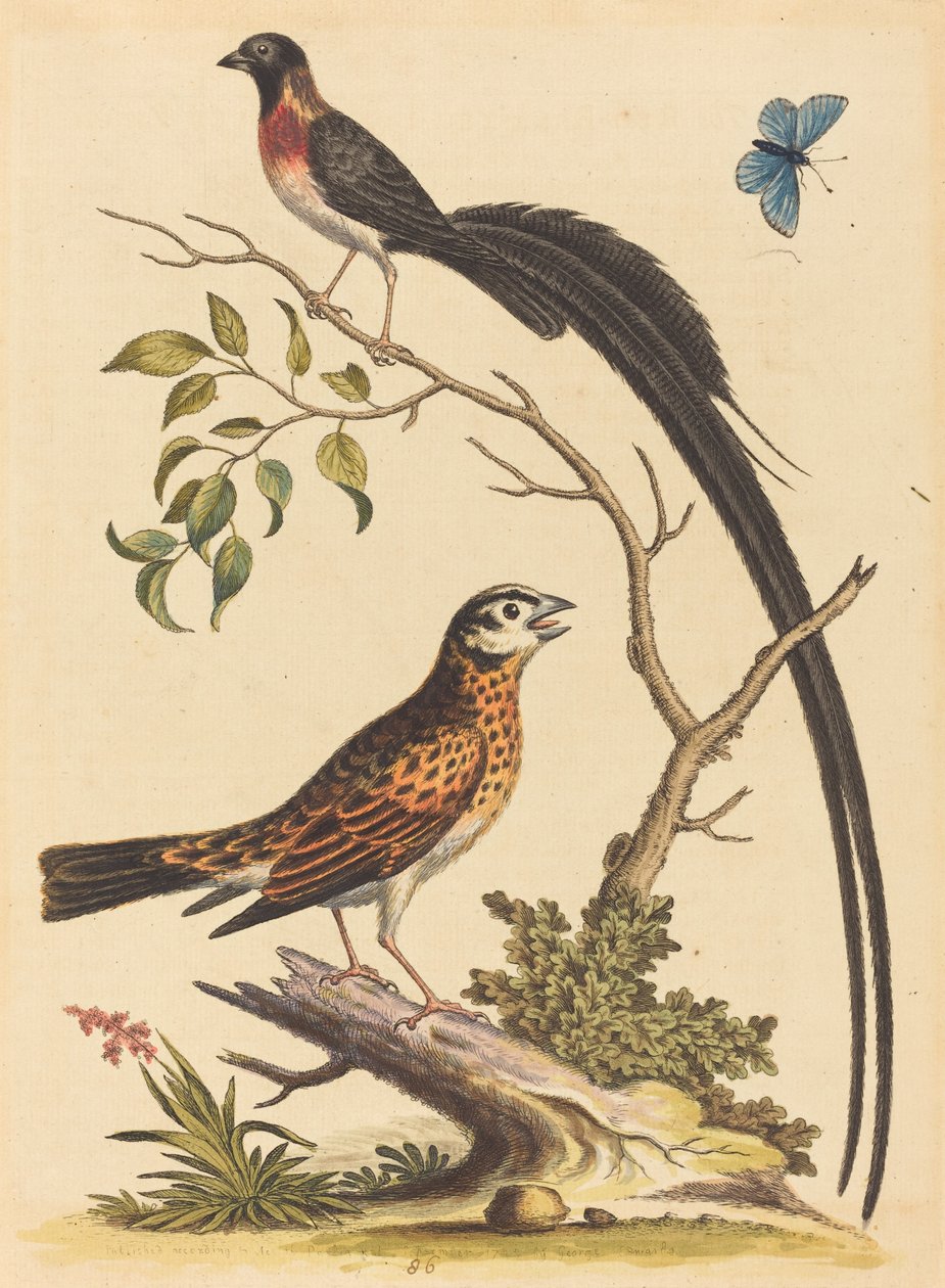 Kaksi lintua, yksi erittäin pitkät häntähöyhenet ja sininen perhonen, julkaistu 1745. tekijältä George Edwards