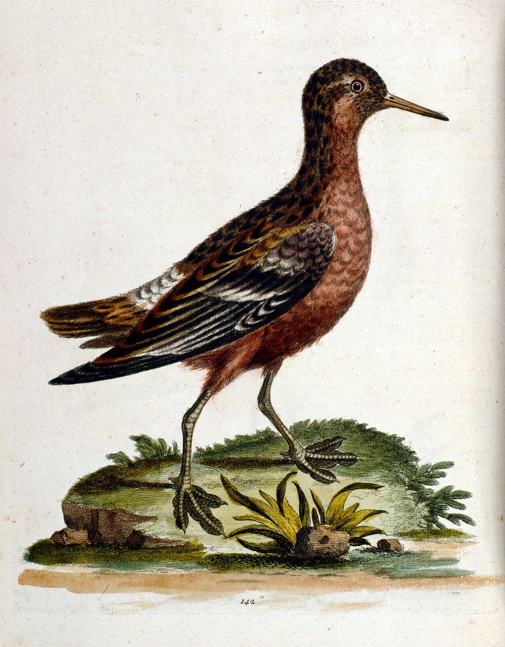 Vesivärikuvitus G Edwardsin harvinaisia lintuja käsittelevästä kirjasta 1750. George Edwards (1694-1773) oli brittiläinen luonnontieteilijä ja ornitologi. Hän matkusti laajalti Euroopassa ja tutki luonnonhistoriaa ja erityisesti lintuja. Hän saavutti jonki tekijältä George Edwards