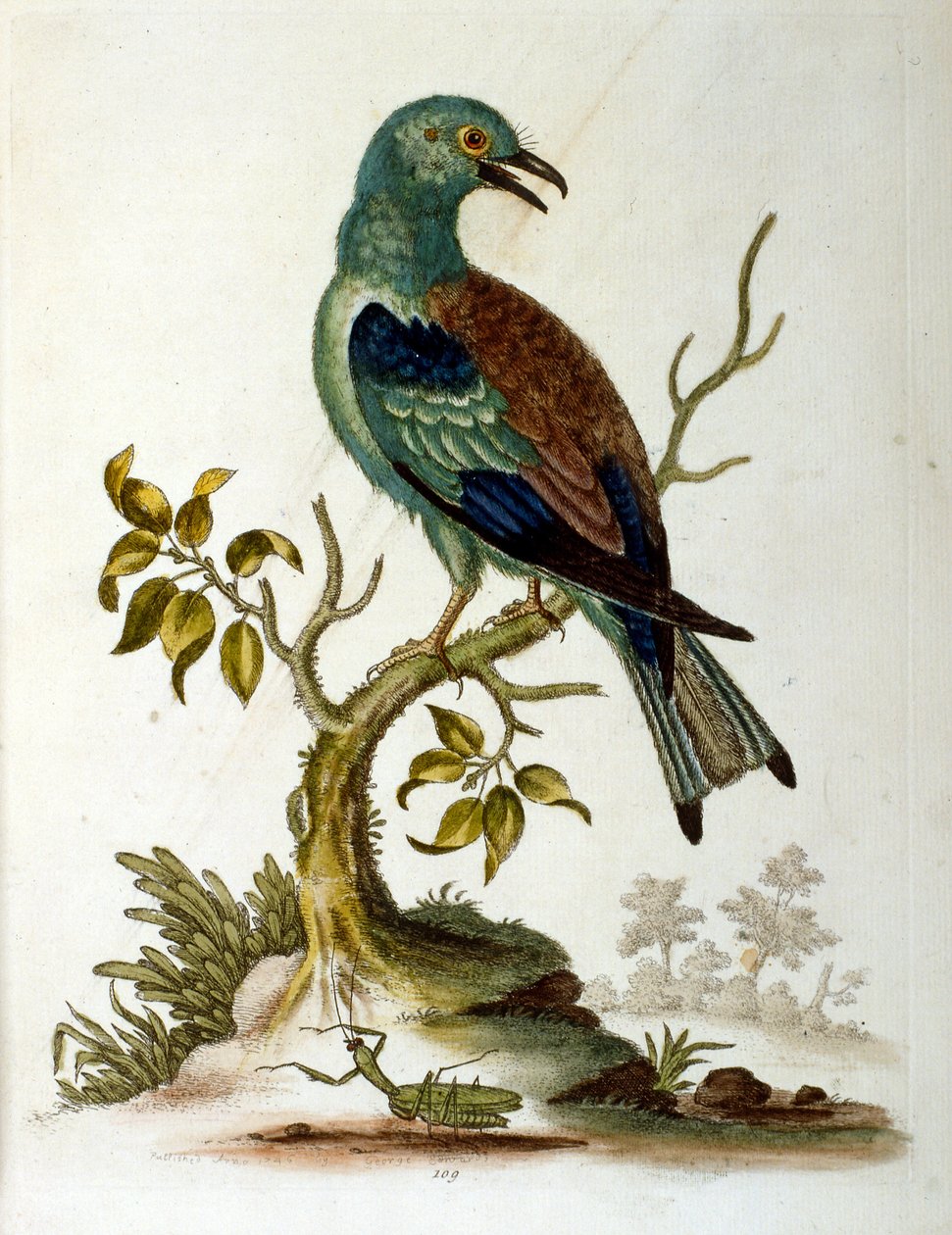 Vesivärikuvitus G Edwardsin harvinaisia lintuja käsittelevästä kirjasta vuodelta 1750. George Edwards (1694-1773) oli brittiläinen luonnontieteilijä ja ornitologi. Hän matkusti laajalti Euroopassa ja tutki luonnonhistoriaa ja erityisesti lintuja. Hän saavu tekijältä George Edwards