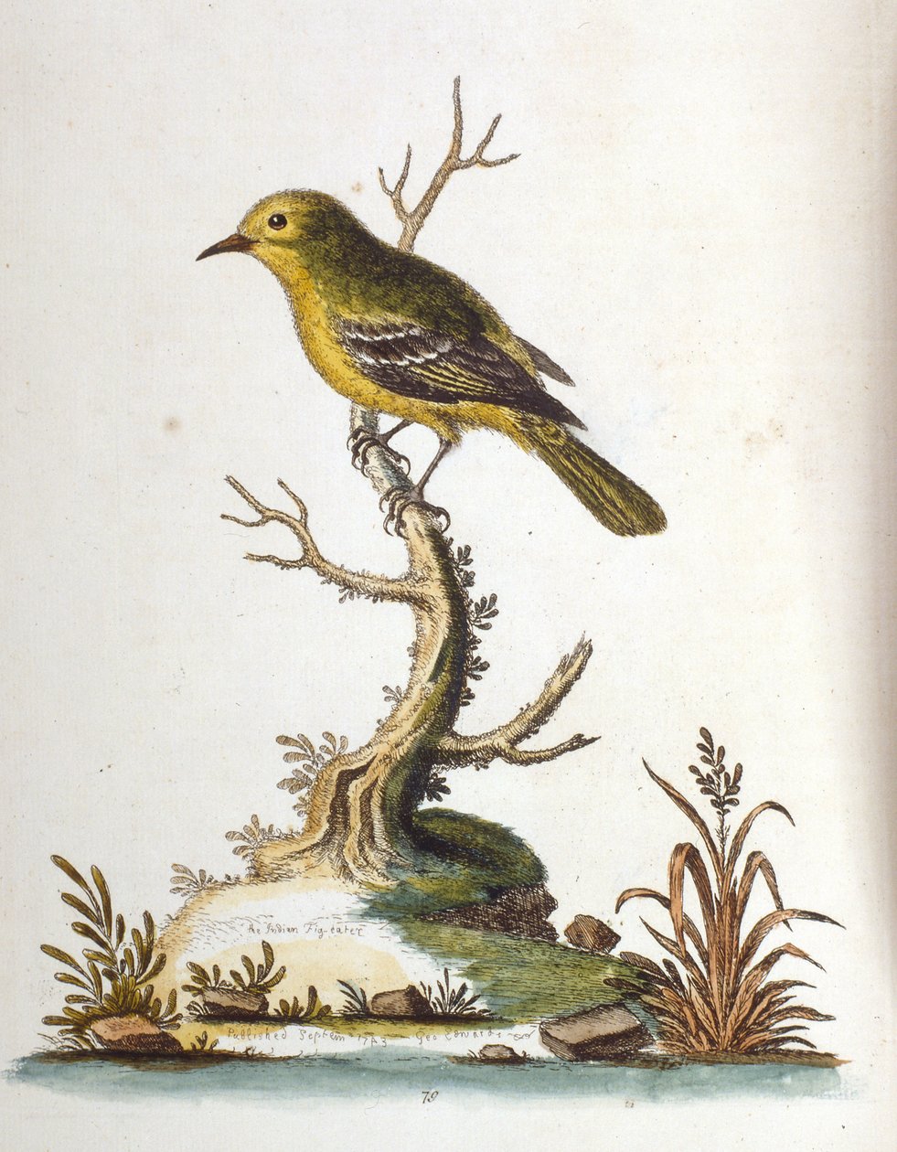 Vesivärikuvitus G Edwardsin harvinaisia lintuja käsittelevästä kirjasta vuodelta 1750. George Edwards (1694-1773) oli brittiläinen luonnontieteilijä ja ornitologi. Hän matkusti laajalti Euroopassa ja tutki luonnonhistoriaa ja erityisesti lintuja. Hän saavu tekijältä George Edwards
