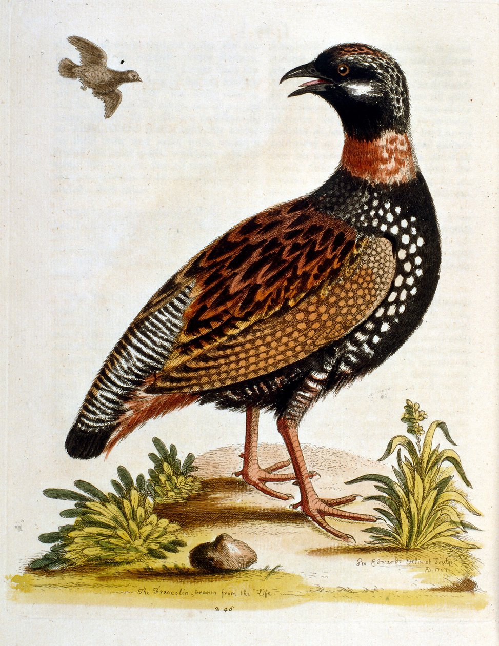 Vesivärikuvitus G Edwardsin harvinaisia lintuja käsittelevästä kirjasta 1750. George Edwards (1694-1773) oli brittiläinen luonnontieteilijä ja ornitologi. Hän matkusti laajalti Euroopassa ja tutki luonnonhistoriaa ja erityisesti lintuja. Hän saavutti jonki tekijältä George Edwards