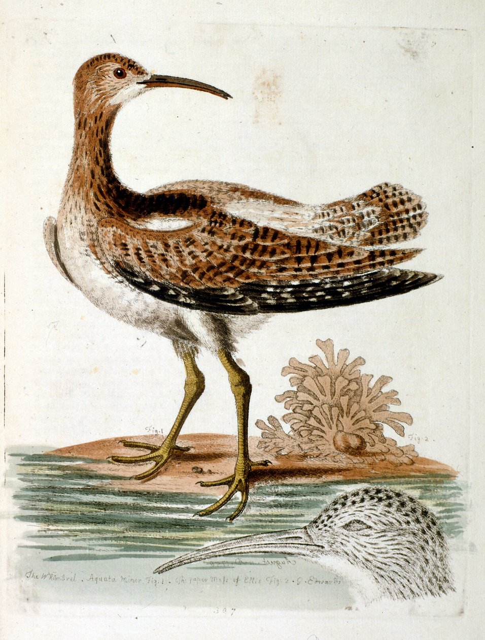 Vesivärikuvitus G Edwardsin harvinaisia lintuja käsittelevästä kirjasta 1750. George Edwards (1694-1773) oli brittiläinen luonnontieteilijä ja ornitologi. Hän matkusti laajalti Euroopassa ja tutki luonnonhistoriaa ja erityisesti lintuja. Hän saavutti jonki tekijältä George Edwards