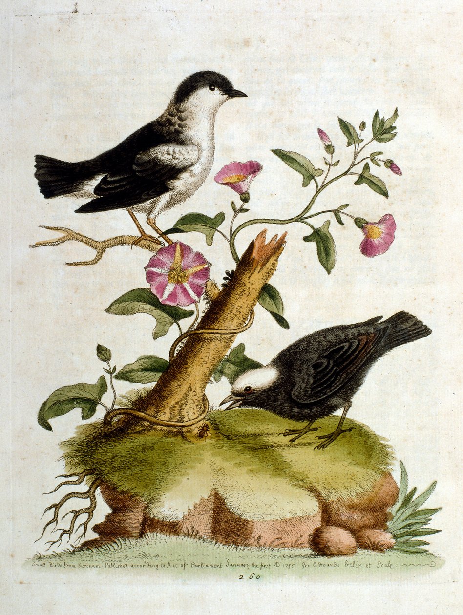 Vesivärikuvitus G Edwardsin harvinaisia lintuja käsittelevästä kirjasta vuodelta 1750. George Edwards (1694-1773) oli brittiläinen luonnontieteilijä ja ornitologi. Hän matkusti laajalti Euroopassa ja tutki luonnonhistoriaa ja erityisesti lintuja. Hän saavu tekijältä George Edwards