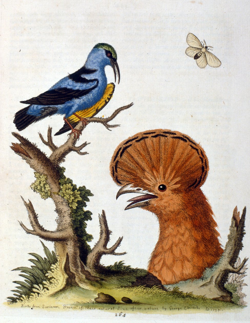 Vesivärikuvitus G Edwardsin harvinaisia lintuja käsittelevästä kirjasta 1750. George Edwards (1694-1773) oli brittiläinen luonnontieteilijä ja ornitologi. Hän matkusti laajalti Euroopassa ja tutki luonnonhistoriaa ja erityisesti lintuja. Hän saavutti jonki tekijältä George Edwards