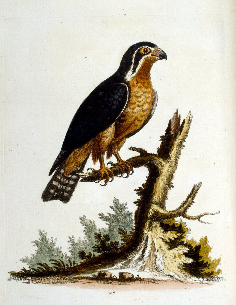 Vesivärikuvitus G Edwardsin harvinaisia lintuja käsittelevästä kirjasta 1750. George Edwards (1694-1773) oli brittiläinen luonnontieteilijä ja ornitologi. Hän matkusti laajalti Euroopassa ja tutki luonnonhistoriaa ja erityisesti lintuja. Hän saavutti jonki tekijältä George Edwards