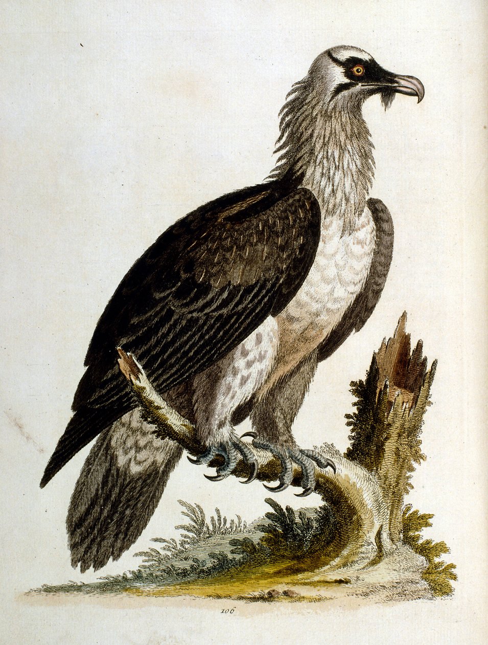 Vesivärikuvitus G Edwardsin harvinaisia lintuja käsittelevästä kirjasta 1750. George Edwards (1694-1773) oli brittiläinen luonnontieteilijä ja ornitologi. Hän matkusti laajalti Euroopassa ja tutki luonnonhistoriaa ja erityisesti lintuja. Hän saavutti jonki tekijältä George Edwards