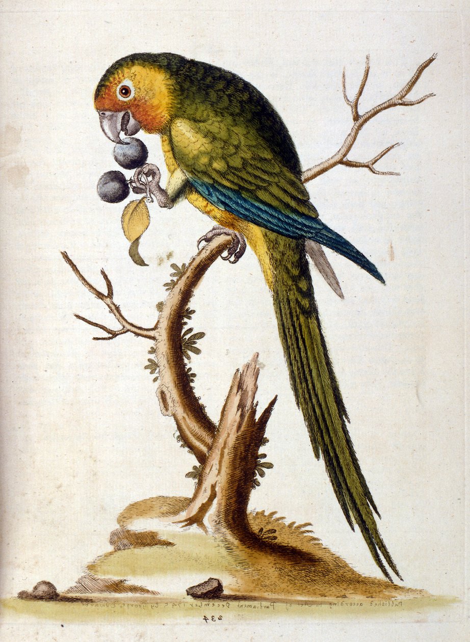 Vesivärikuvitus G Edwardsin harvinaisia lintuja käsittelevästä kirjasta 1750. George Edwards (1694-1773) oli brittiläinen luonnontieteilijä ja ornitologi. Hän matkusti laajalti Euroopassa ja tutki luonnonhistoriaa ja erityisesti lintuja. Hän saavutti jonki tekijältä George Edwards