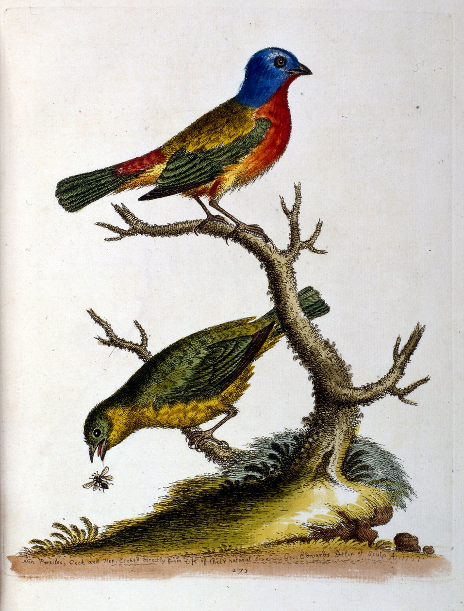 Vesivärikuvitus G Edwardsin harvinaisia lintuja käsittelevästä kirjasta 1750. George Edwards (1694-1773) oli brittiläinen luonnontieteilijä ja ornitologi. Hän matkusti laajalti Euroopassa ja tutki luonnonhistoriaa ja erityisesti lintuja. Hän saavutti jonki tekijältä George Edwards