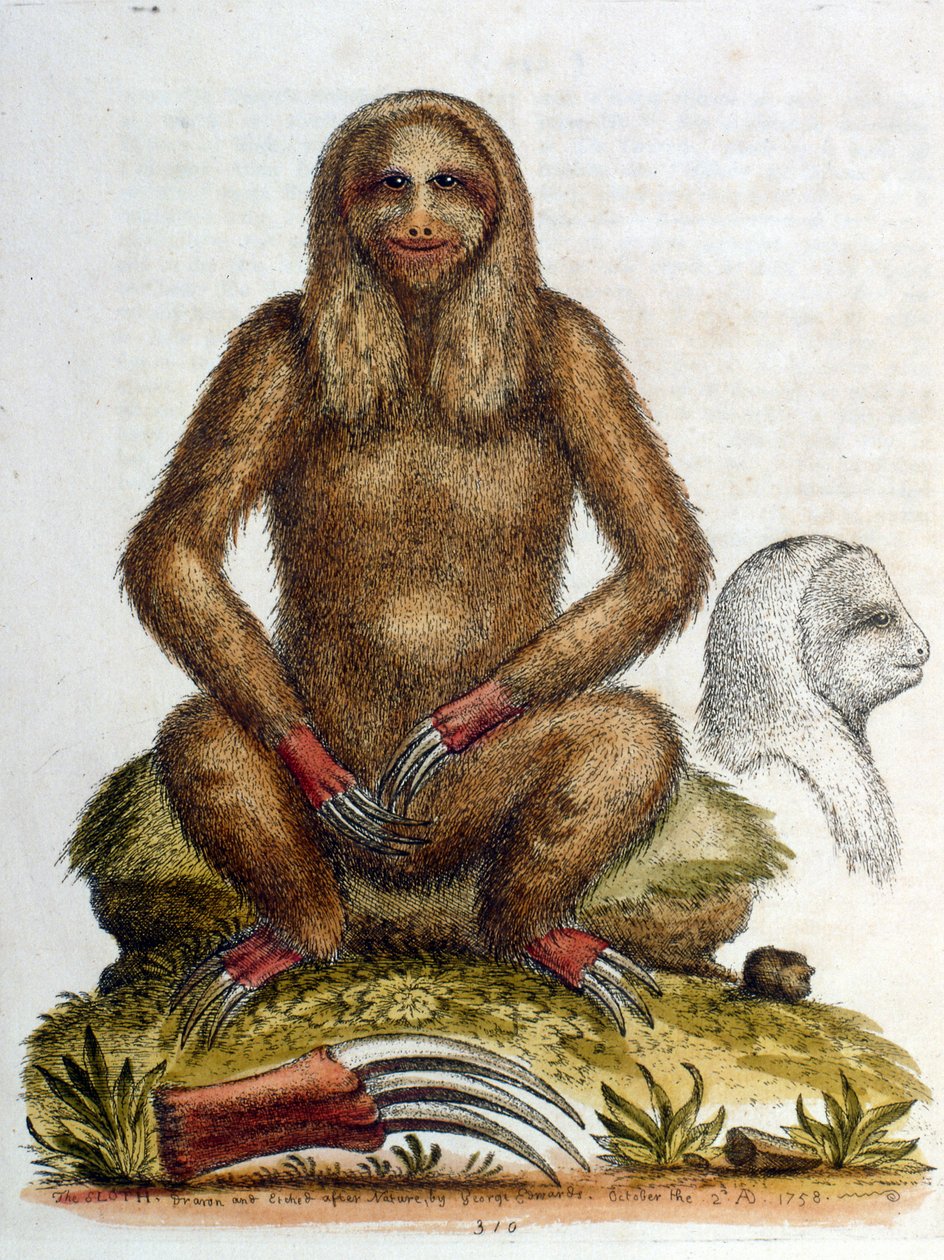 G Edwardsin vuonna 1758 tekemä vesivärikuvitus kolmivarpaisesta laiskiaisesta. George Edwards (1694-1773) oli brittiläinen luonnontieteilijä ja ornitologi. Hän matkusti laajalti Euroopassa ja tutki luonnonhistoriaa ja erityisesti lintuja. Hän sai jonkin ve tekijältä George Edwards