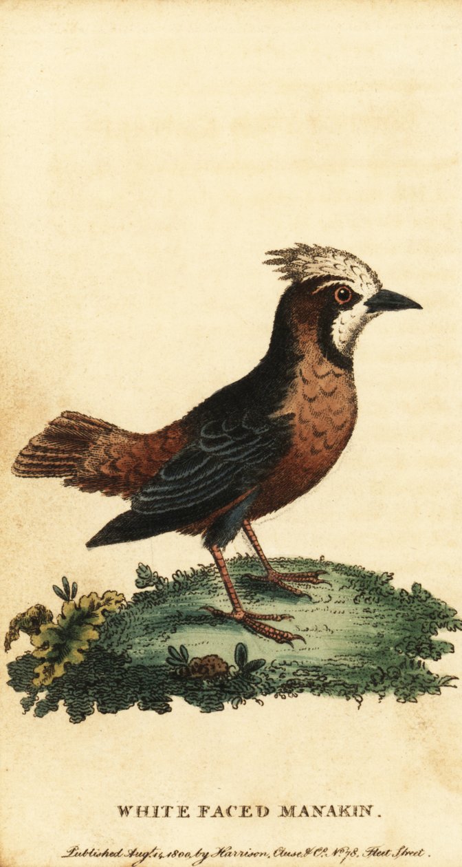 Valkoinen muurahaislintu, Pithys albifrons., 1800 (kaiverrus) tekijältä George Edwards