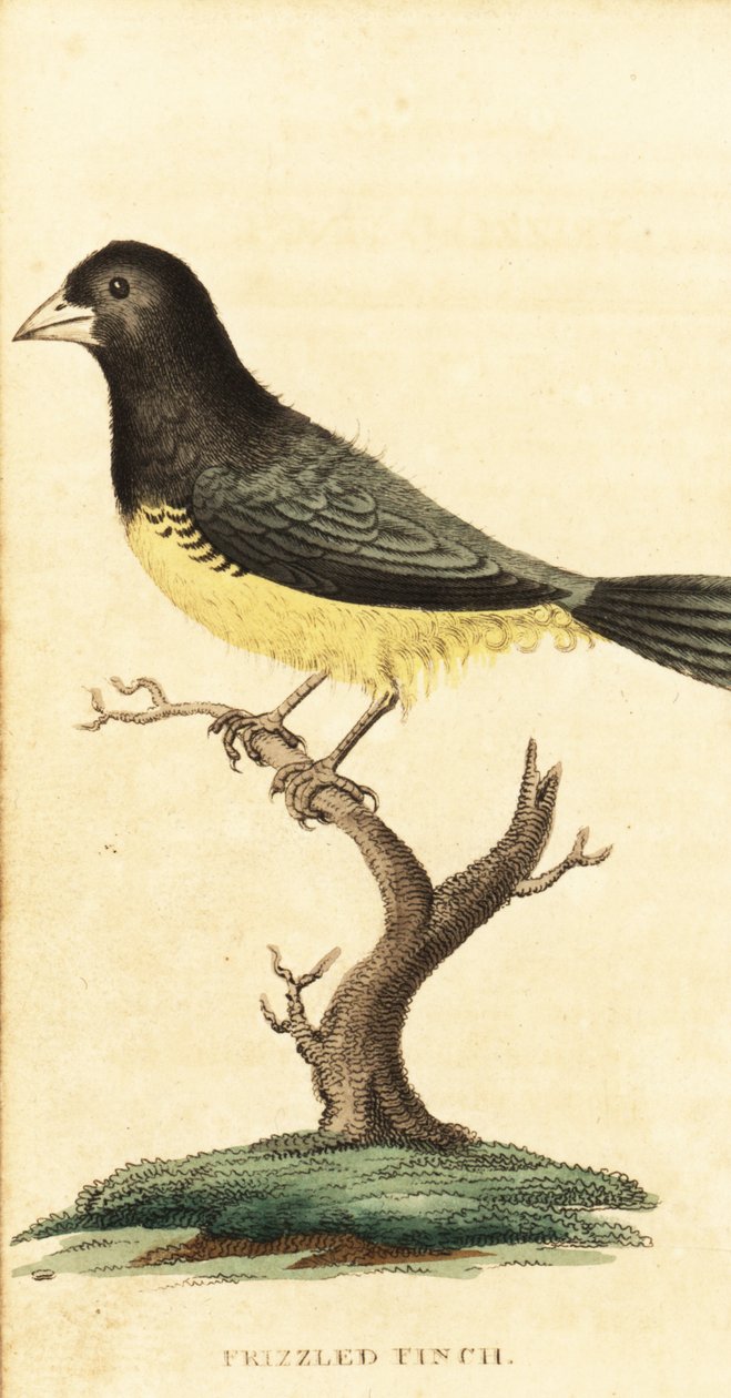 Keltavatsainen siemenlapsi, Sporophila nigricollis., 1800 (kaiverrus) tekijältä George Edwards