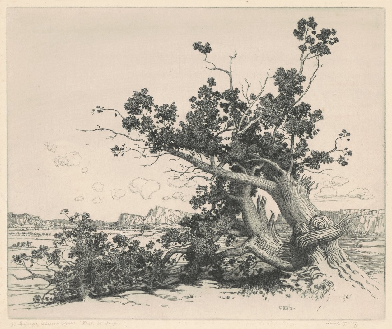 Desert Cedars, New Mexico tekijältä George Elbert Burr
