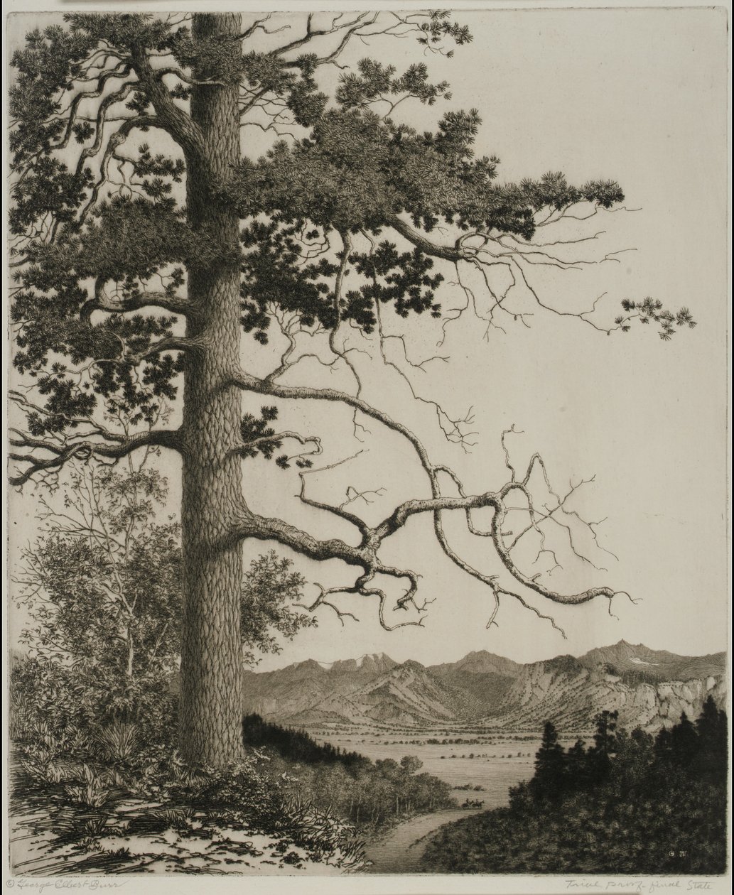 Old Pine, Estes Park tekijältä George Elbert Burr