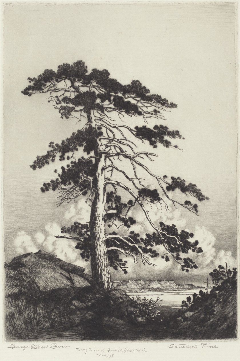 Sentinel Pine tekijältä George Elbert Burr