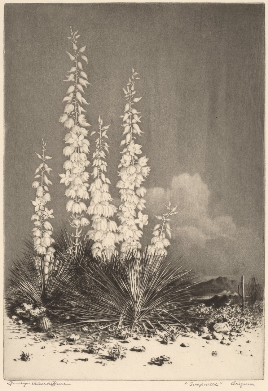 Soapweed, Arizona (nro 2) tekijältä George Elbert Burr