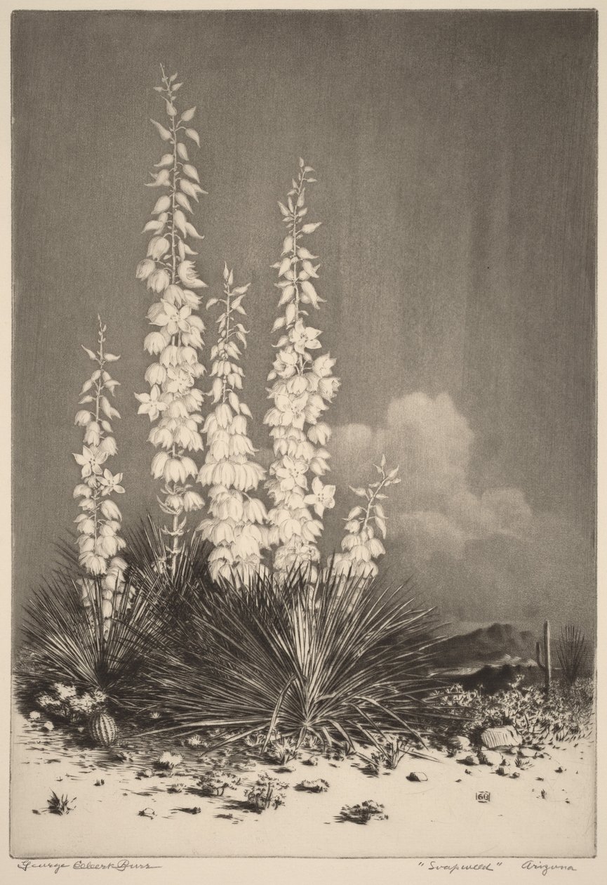 Soapweed, Arizona (nro 2) tekijältä George Elbert Burr