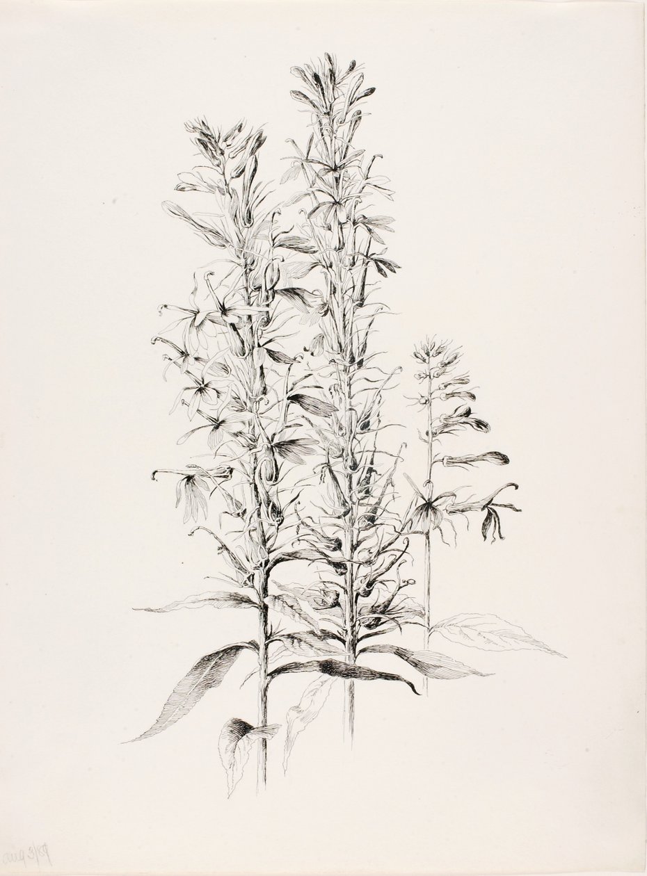 Nimetön (Kardinaalikukka, Lobelia Cardinalis) tekijältä George Elbert Burr