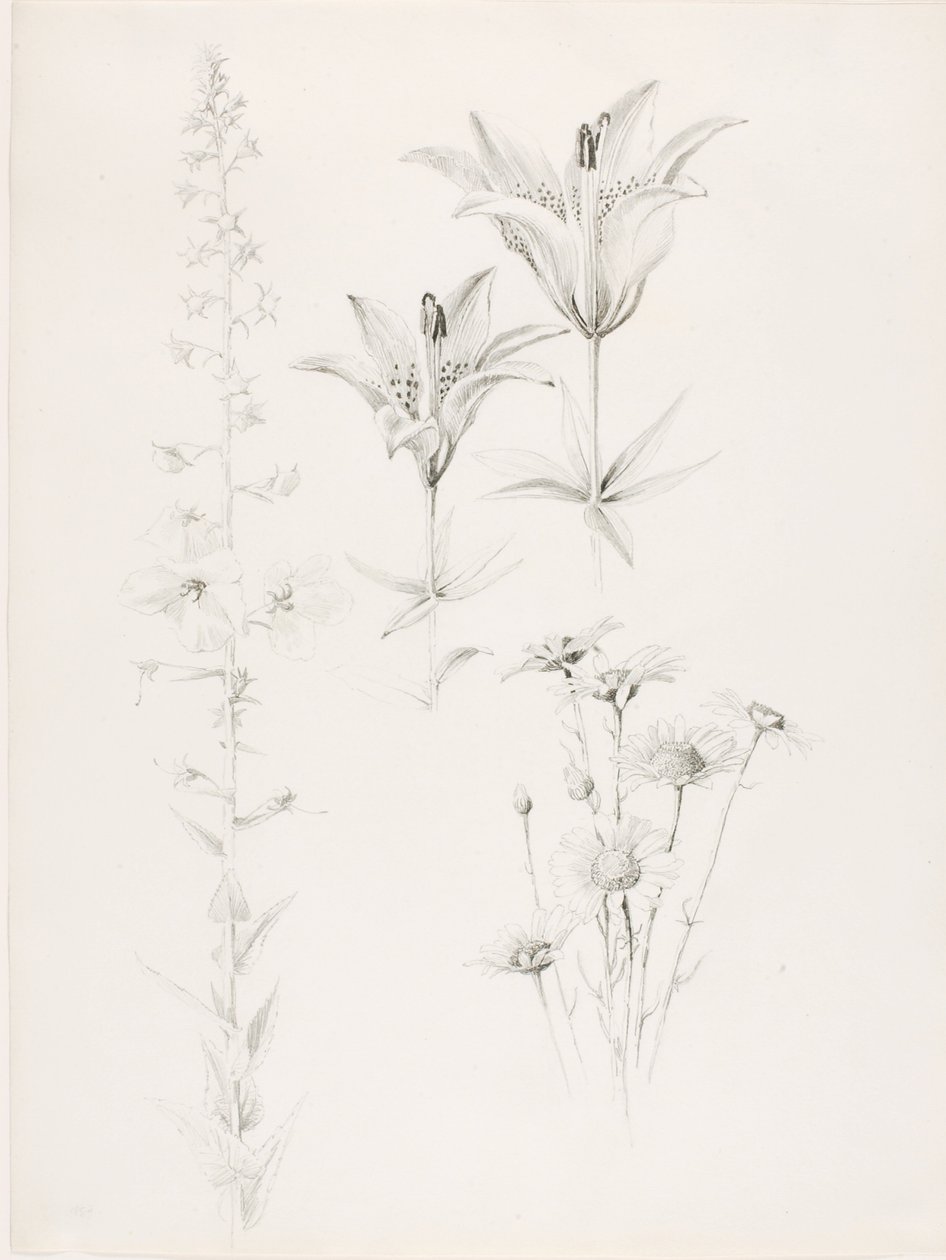 Nimetön (Lily, Daisy, Hibiscus) tekijältä George Elbert Burr