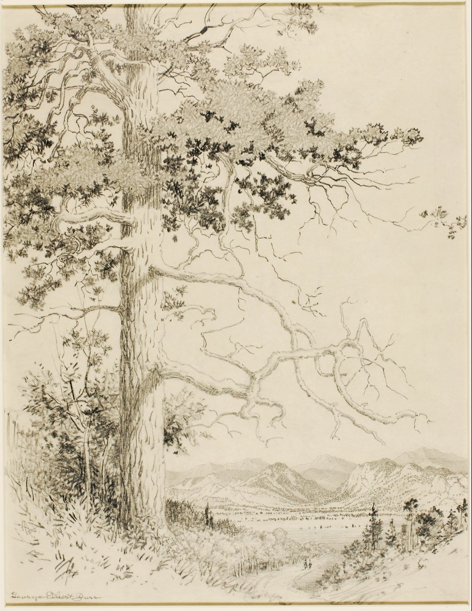 Nimetön (siirtopiirustus Old Pine, Estes Park) tekijältä George Elbert Burr