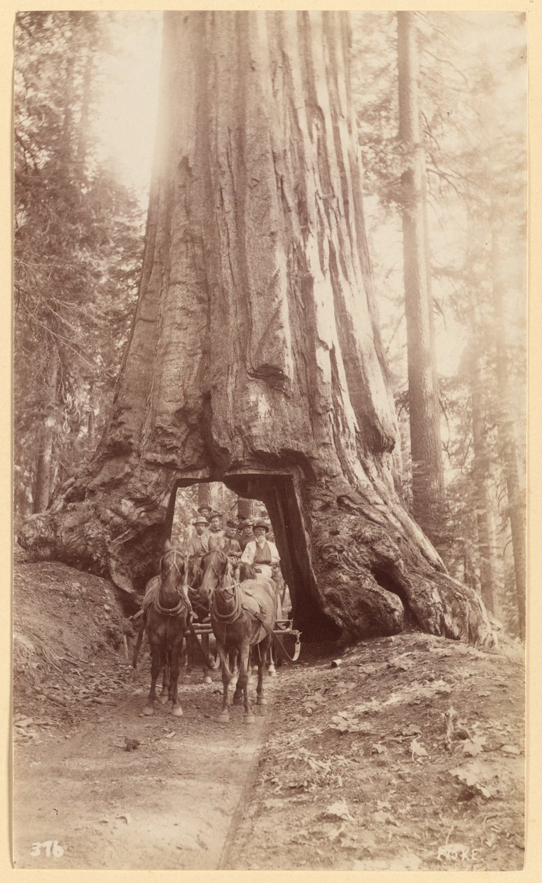Wawona. näyttää puun vaiheen (halkaisija 30 jalkaa). Mariposa Grove. tekijältä George Fiske