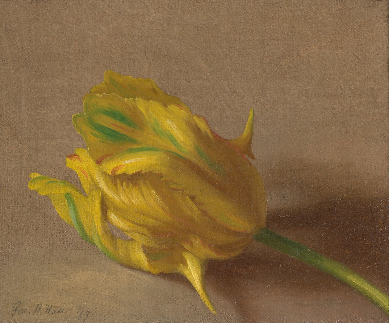 Tulip tekijältä George Henry Hall