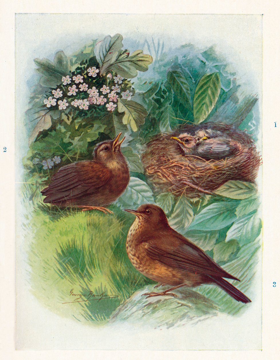 Tyypillinen nidikoloinen untuvikko - kolme vaihetta. Blackbird, 1910, 1910 tekijältä George James Rankin