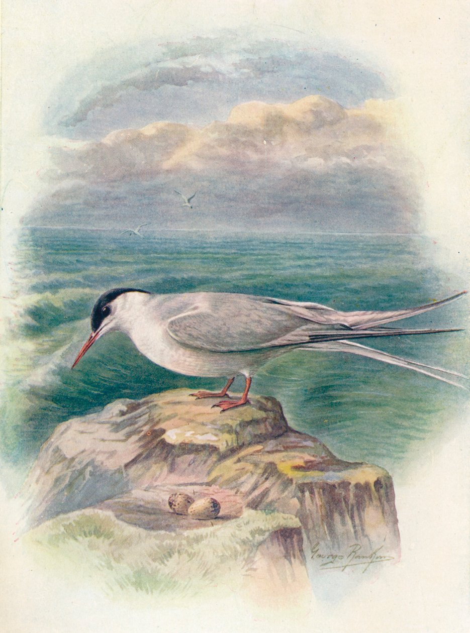 Napitiira - Sterna macrura, c1910, 1910 tekijältä George James Rankin