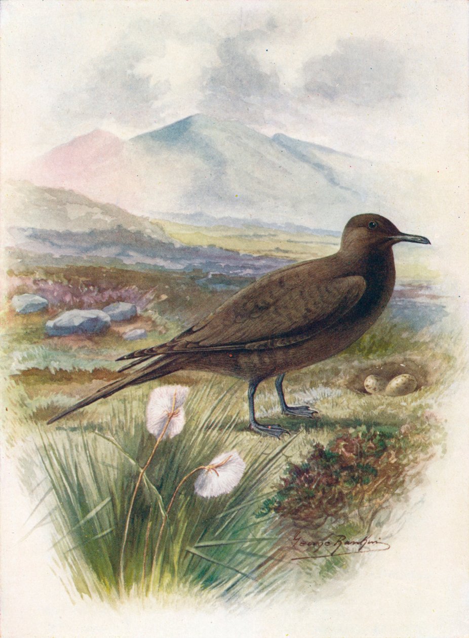 Arctic tai Richardsons Skua - Stercorarius crepidalus, c1910, 1910 tekijältä George James Rankin