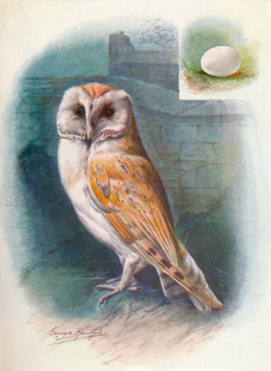 Pöllö - Strix flammea, c1910, 1910 tekijältä George James Rankin