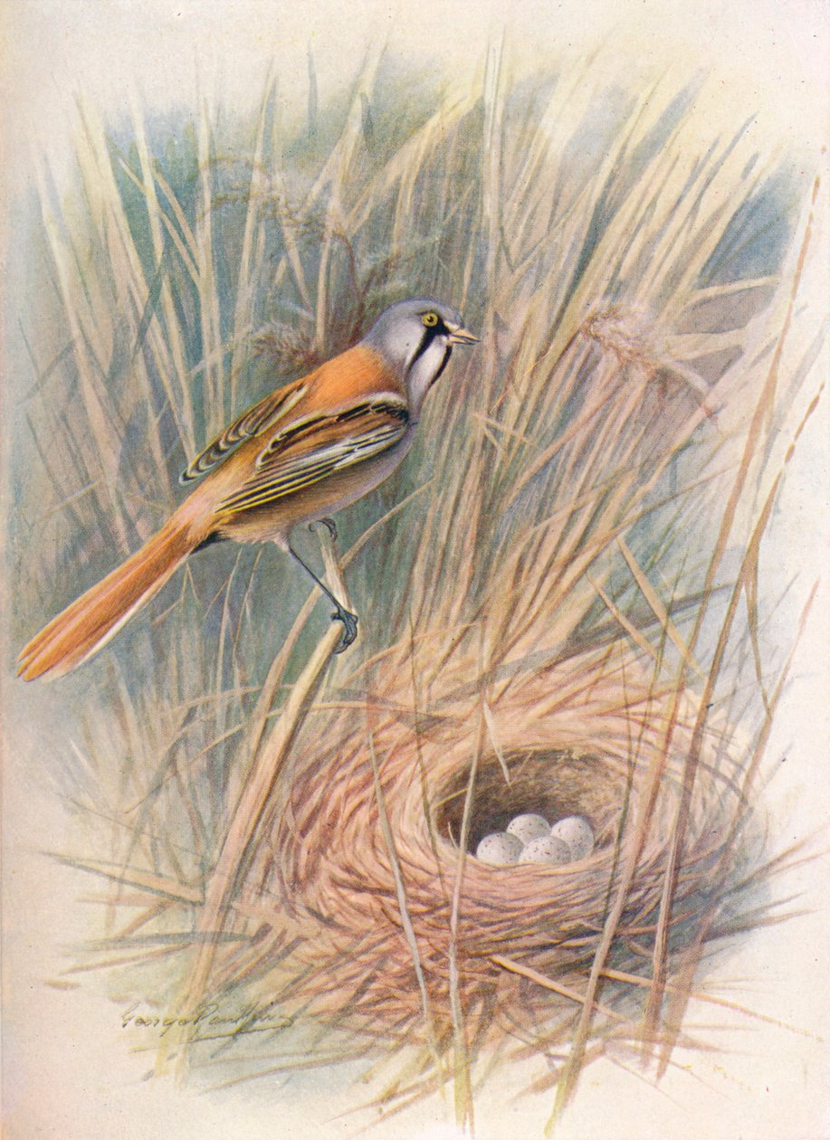 Partatiainen - Panurus biarmicus, c1910, 1910 tekijältä George James Rankin