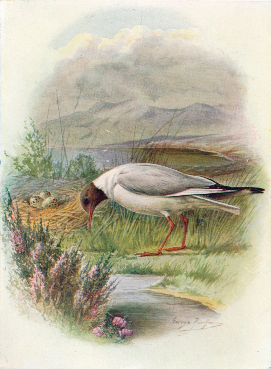 Mustapäinen lokki - Larus ridibundus, c1910, 1910 tekijältä George James Rankin