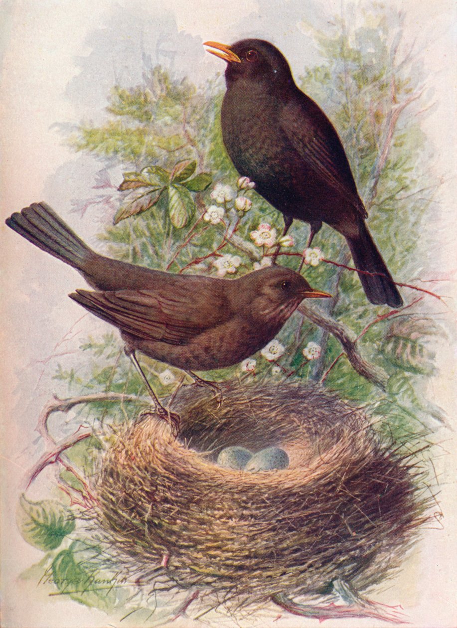 Mustarastas - Turdus merula, c1910, 1910 tekijältä George James Rankin