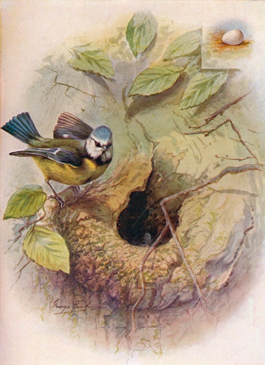 Sinitiainen - Parus caeruleus, c1910, 1910 tekijältä George James Rankin
